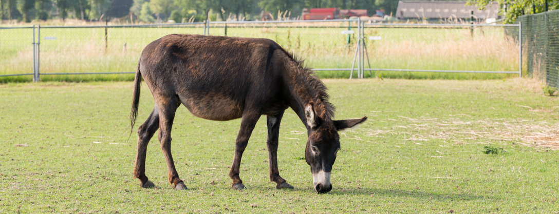 Mini-ezelfarm-John-Bosch-Perla